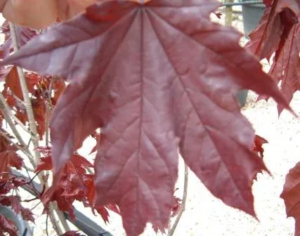 Acer platanoides ‘Royal Red’ ACERO PORPORA - immagine 2