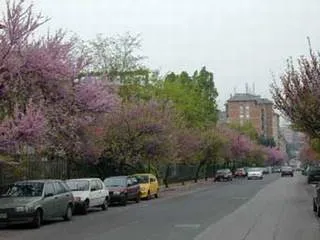 Cercis siliquastrum ‘Alba’ - immagine 2