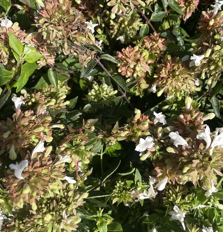 Abelia x grandiflora ‘Compacta’