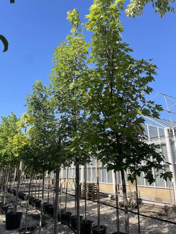 Acer freemanii ‘Armstrong’ - immagine 2