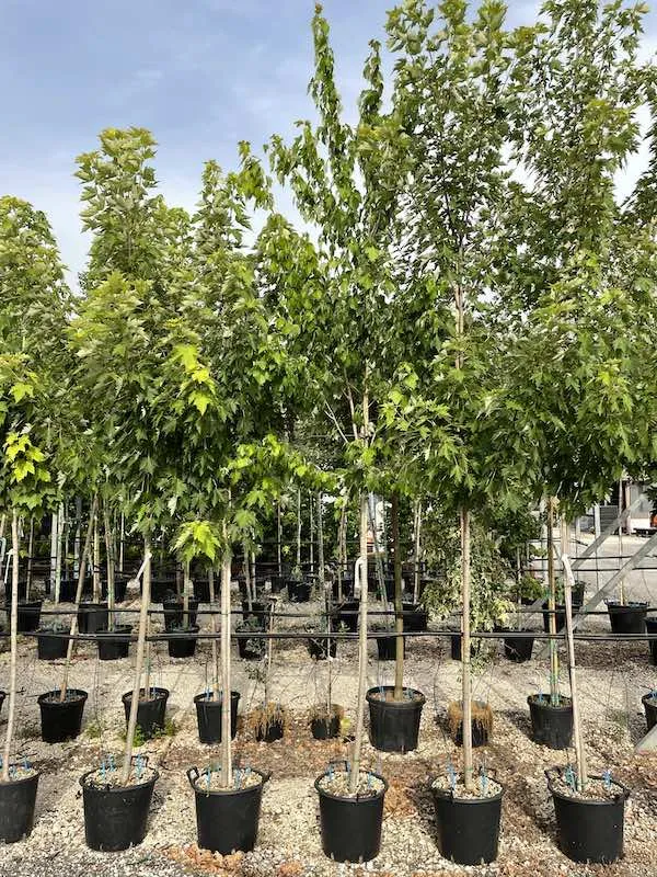 Acer freemanii ‘Armstrong’ - immagine 4