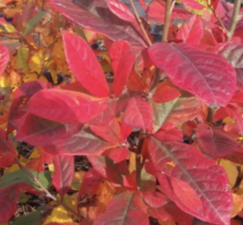 Amelanchier canadensis ‘October Flame’