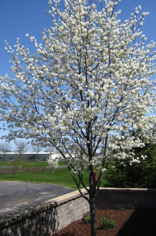 Amelanchier canadensis ‘October Flame’ - immagine 3