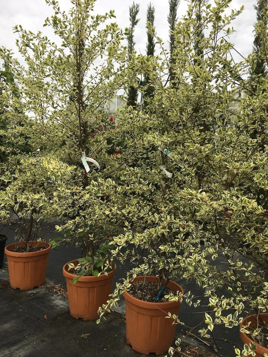Betula nigra ‘Shiloh Splash’ BETULLA NERA