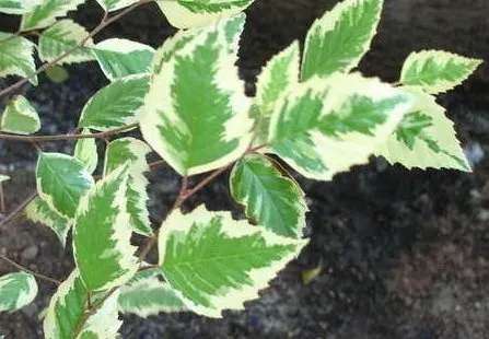 Betula nigra ‘Shiloh Splash’ BETULLA NERA - immagine 2