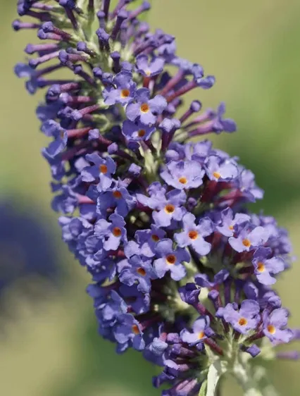 Buddleia davidii ‘Empire Blue’ – PIANTA DELLE FARFALLE