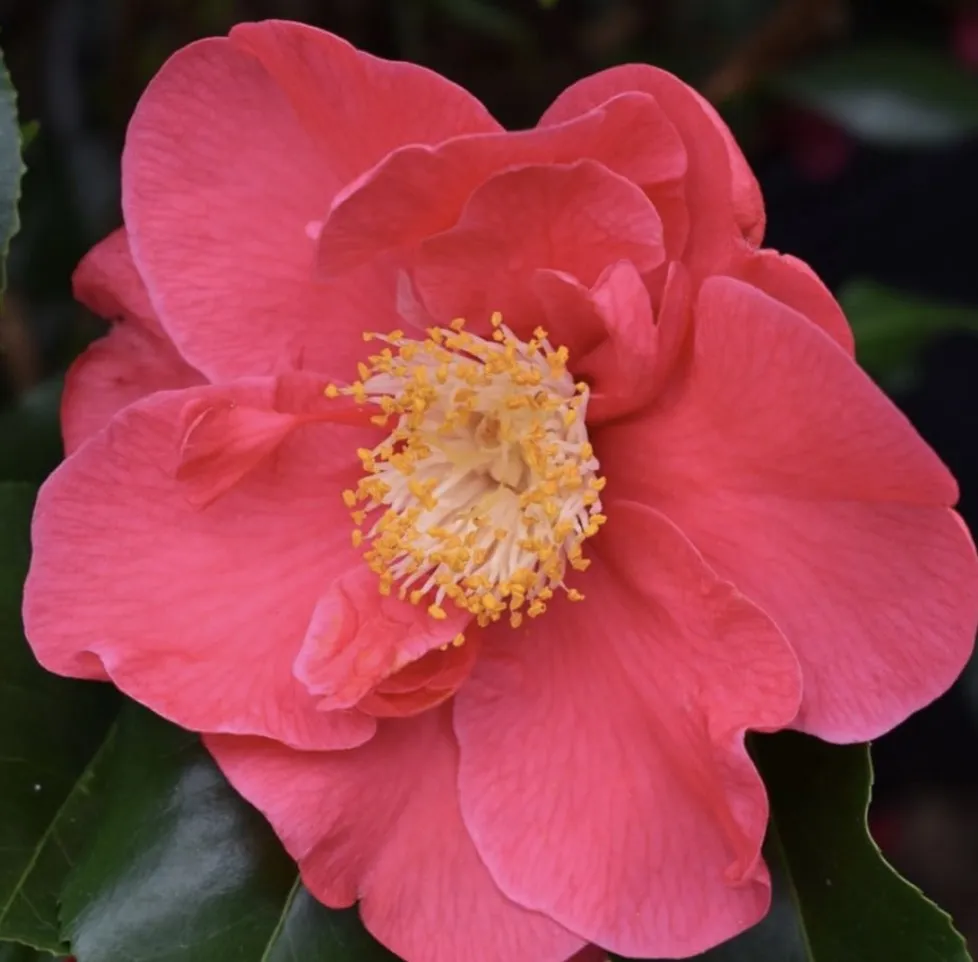 Camellia japonica DR. KING