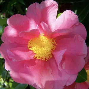 Camellia japonica WHEELER