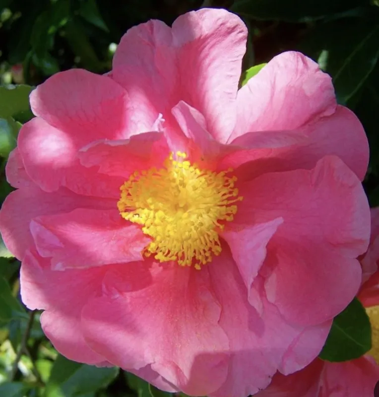 Camellia japonica WHEELER
