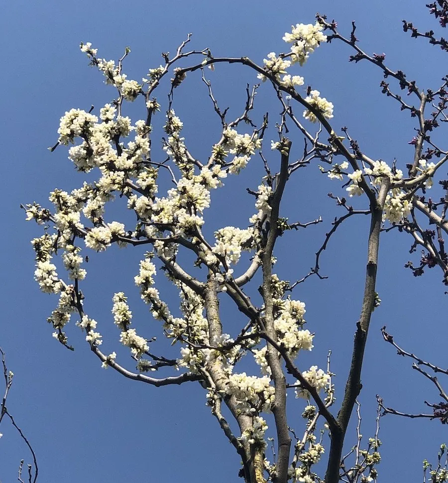 Cercis siliquastrum ‘Alba’