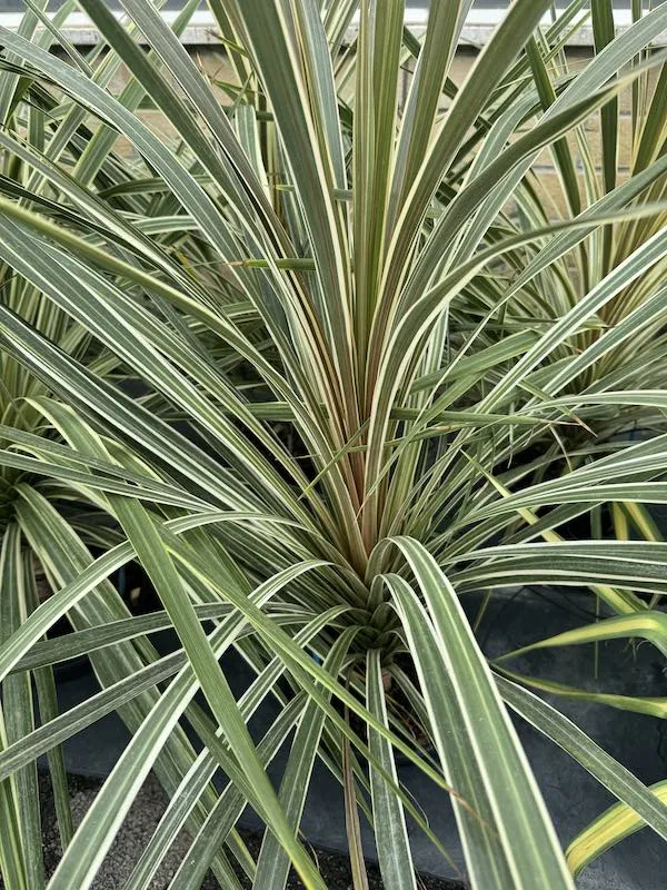 Cordyline australis ‘Torbay Dazzler’