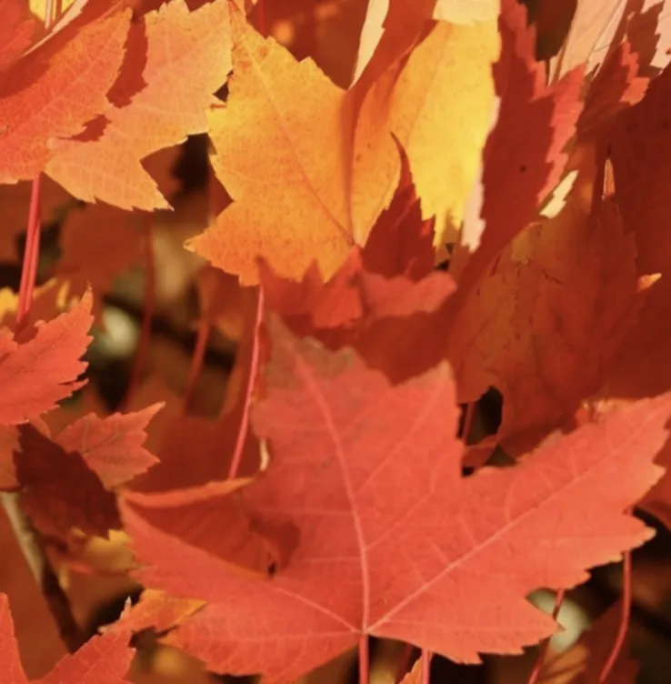 Acer freemanii ‘Armstrong’