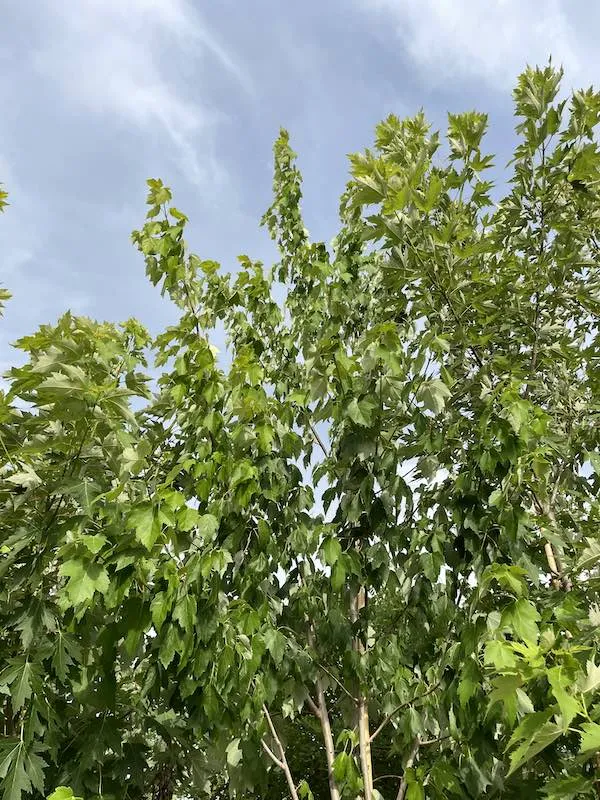 Acer freemanii ‘Armstrong’ - immagine 3