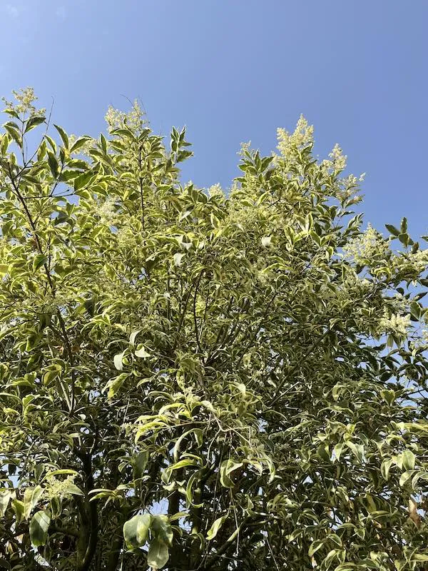 Ligustrum japonicum ‘Aurea’ - immagine 2