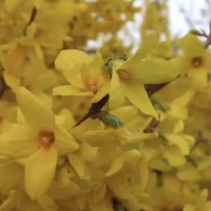 Forsythia x intermedia ‘Lynwood’ – FORSIZIA