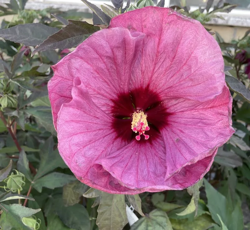 Hibiscus moscheutos Summerific® IBISCO D’ACQUA - immagine 2