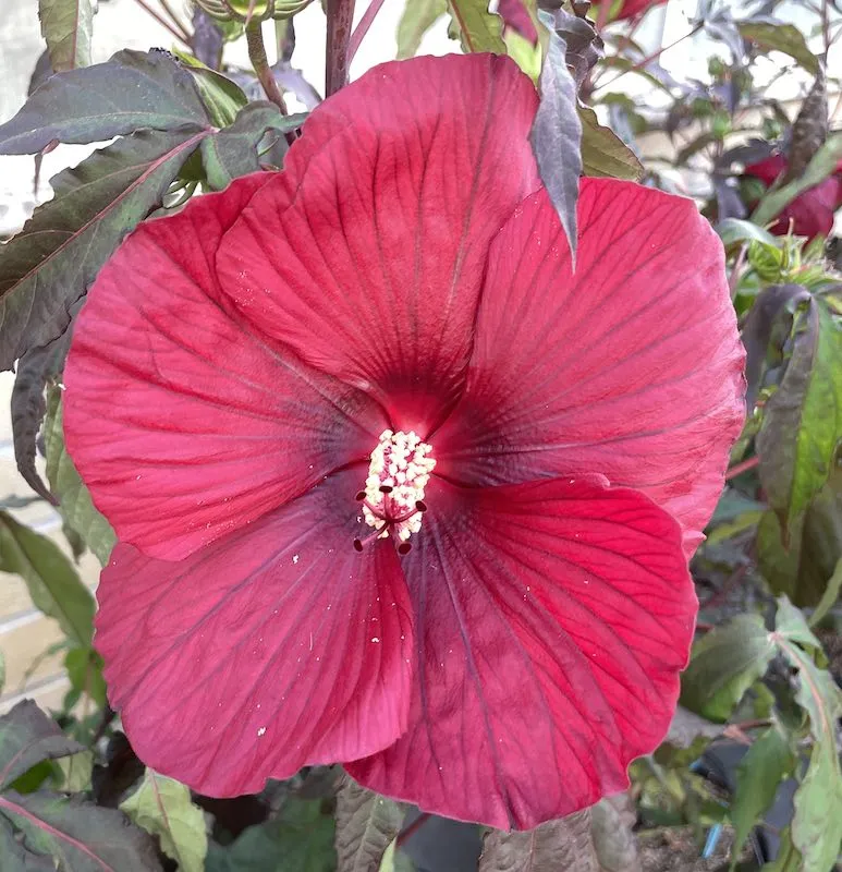 Hibiscus moscheutos Summerific® IBISCO D’ACQUA