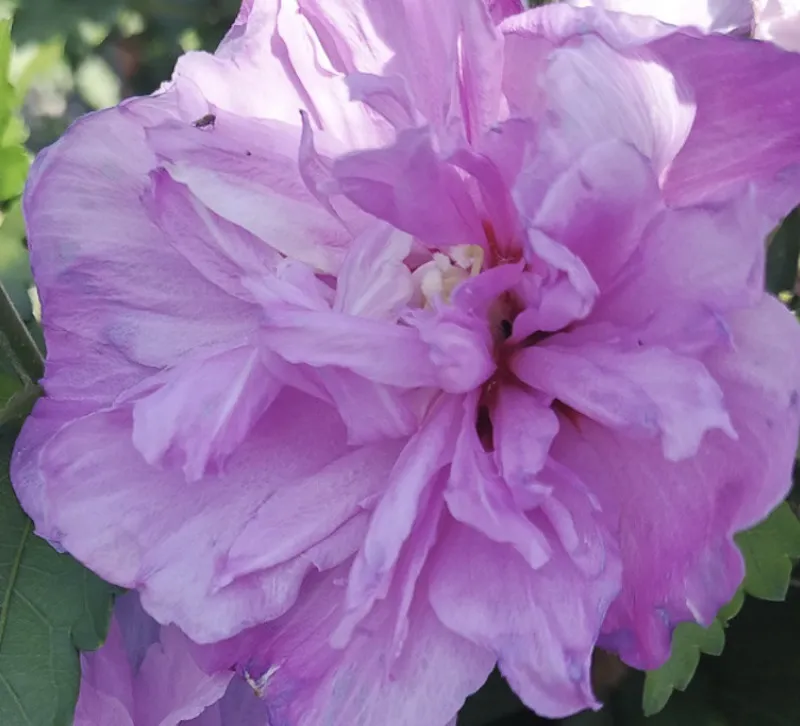 Hibiscus syriacus ‘Ardens’