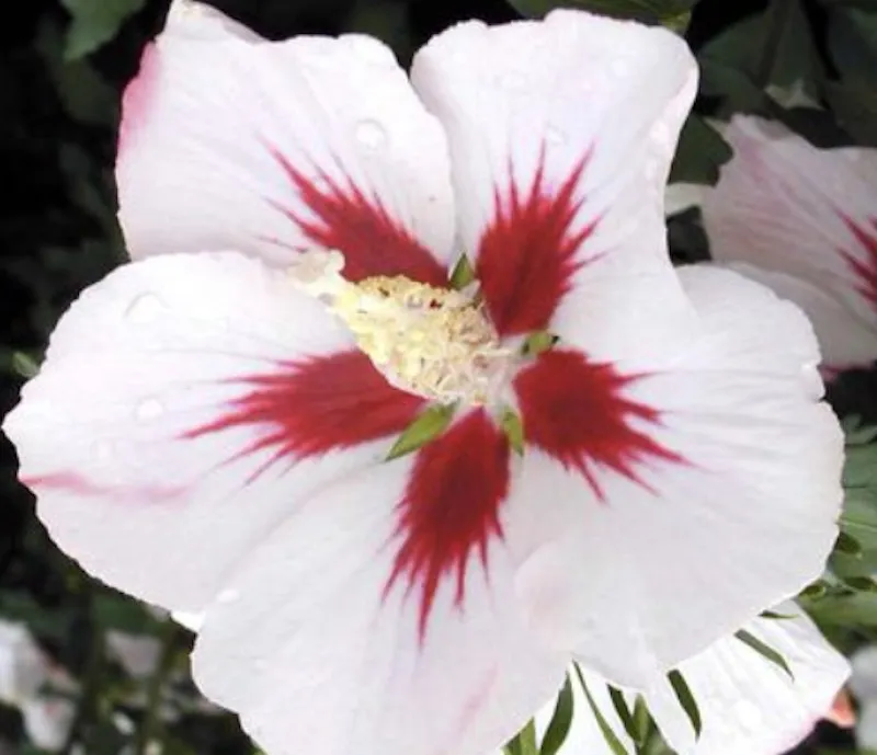 Hibiscus syriacus ‘Hamabo’