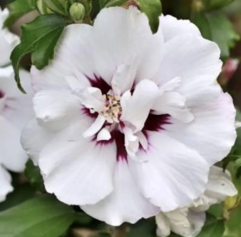 Hibiscus syriacus ‘Speciosus’
