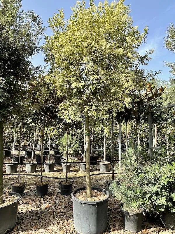 Ligustrum japonicum ‘Aurea’