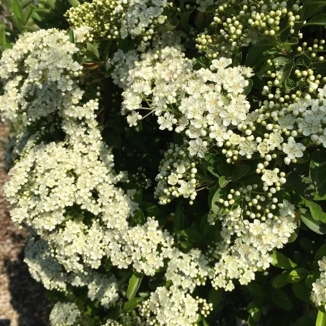 Pyracantha ‘Mohave’ - immagine 2