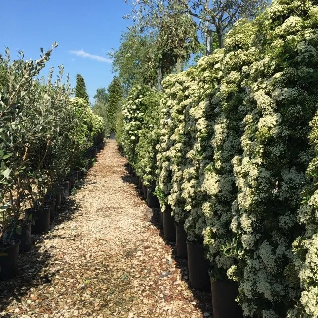 Pyracantha gibbsii - immagine 4