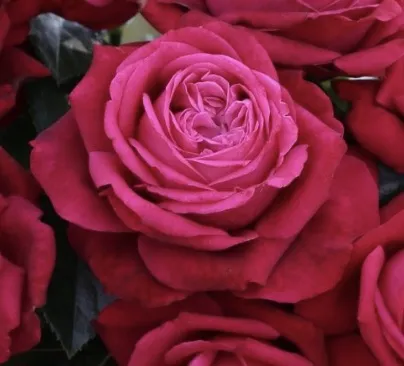ROSA RUBY KISS