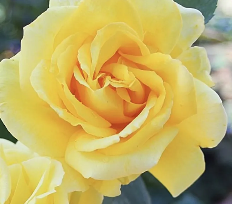 ROSA DUFTGOLD